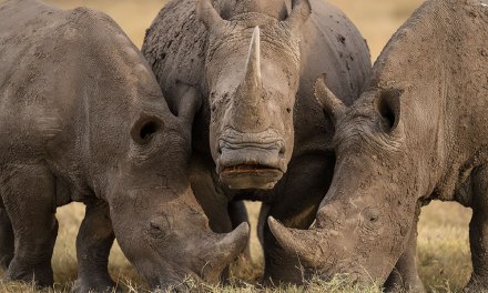 15 Incredible Wildlife Winning Photos From The NBP International Awards 2023