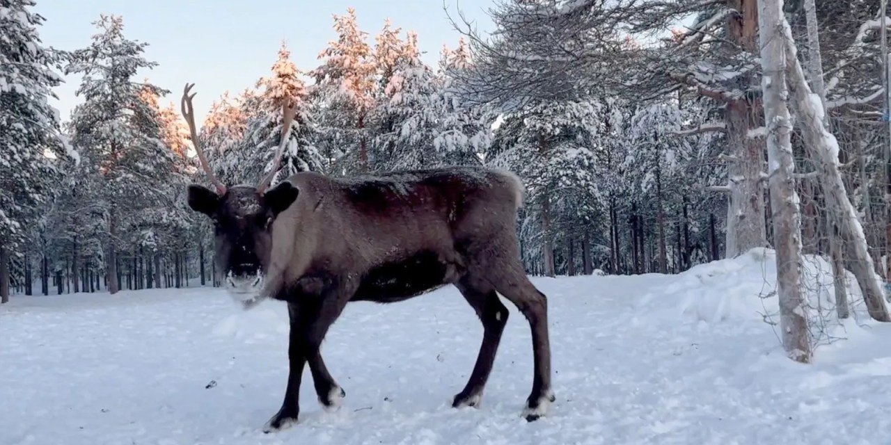 How reindeer help fight climate change
