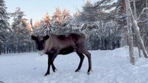 How reindeer help fight climate change 1