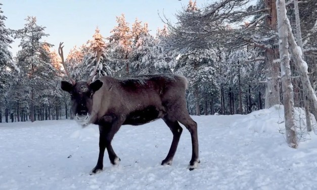 How reindeer help fight climate change