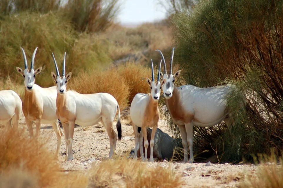 After 23 Years Extinct In The Wild, Scimitar-Horned Oryx Make Triumphant Comeback