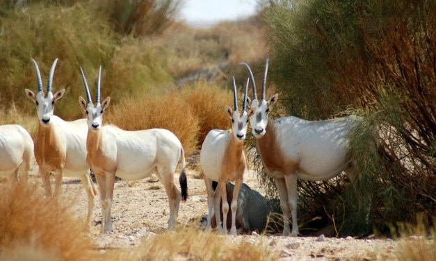 After 23 Years Extinct In The Wild, Scimitar-Horned Oryx Make Triumphant Comeback