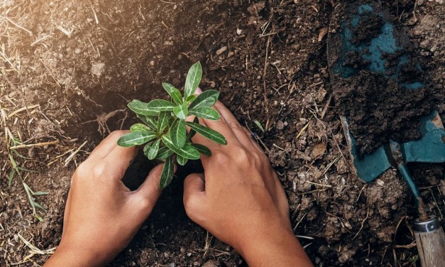 World Soil Day 2023: Theme, Poster, History & Significance