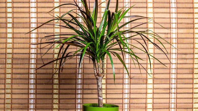 The Popular Indoor Tree That Fights Mold In Your Home 3