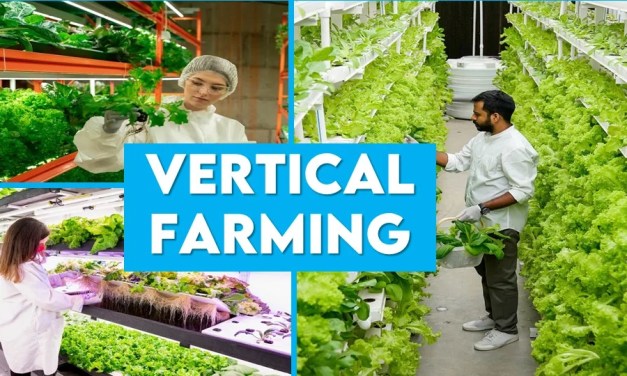 Vertical Farming in India: Setup, Advantage, Suitable Crops