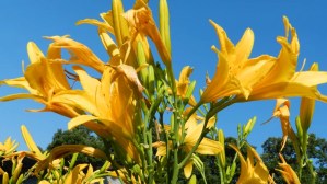 Gardening Mistakes That Can Hinder The Growth Of Your Daylilies 2 Gardening Mistakes That Can Hinder The Growth Of Your Daylilies 2