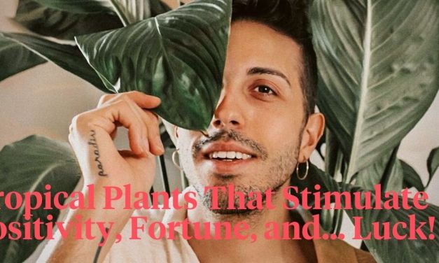 The Best 12 Plants That Give Good Luck and Fortune in 2024