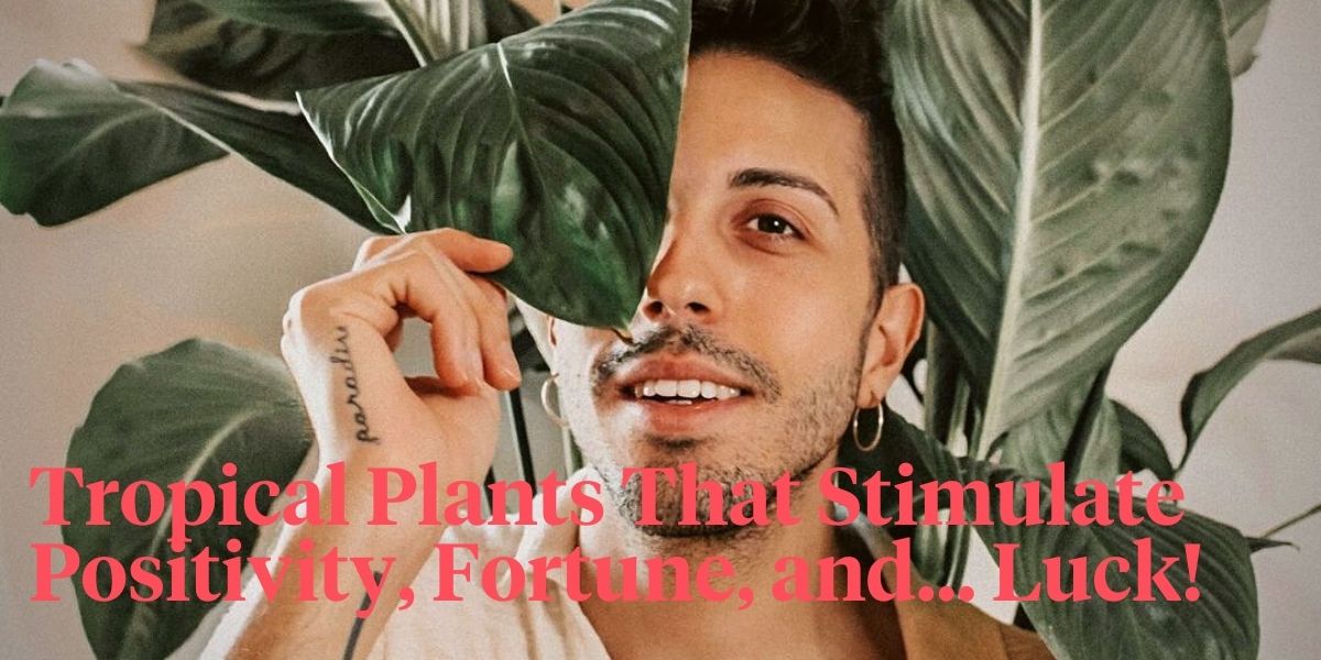 The Best 12 Plants That Give Good Luck and Fortune in 2024