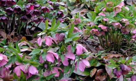 15 Striking Plants for Winter Color
