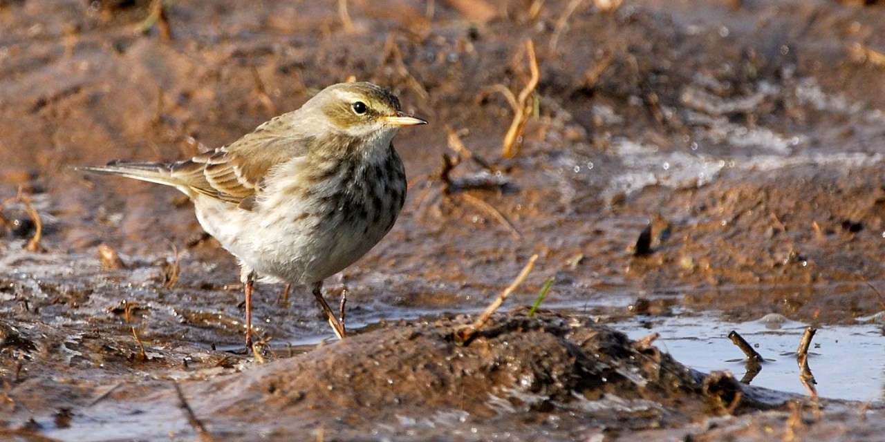 Humans have wiped out 1,400 bird species with ‘cascading harmful effects’ on biodiversity
