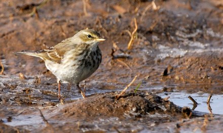 Humans have wiped out 1,400 bird species with ‘cascading harmful effects’ on biodiversity