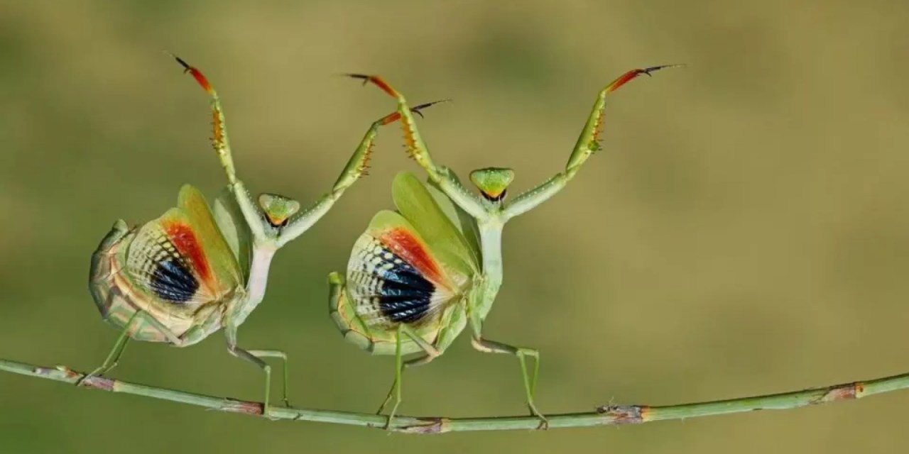 Check out the cute and funny winners of The Nature Photography Contest