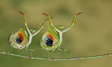 Check out the cute and funny winners of The Nature Photography Contest