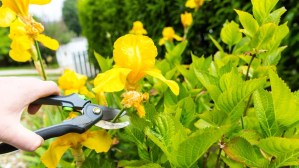 Gardening Mistakes That Can Hinder The Growth Of Your Daylilies 3 Gardening Mistakes That Can Hinder The Growth Of Your Daylilies 3