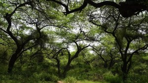 Greenlight for destruction: Controversial forest Act opens door to unfettered deforestation 1