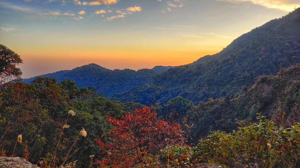 IISc study in Arunachal Pradesh reveals how logging and climate change impact montane birds