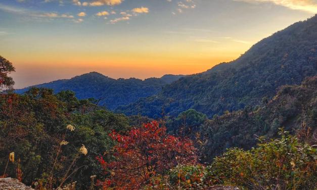 IISc study in Arunachal Pradesh reveals how logging and climate change impact montane birds