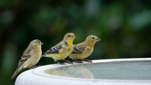How to clean a bird bath – and why it's essential to keep on top of this simple task 1 How to clean a bird bath – and why it's essential to keep on top of this simple task 1
