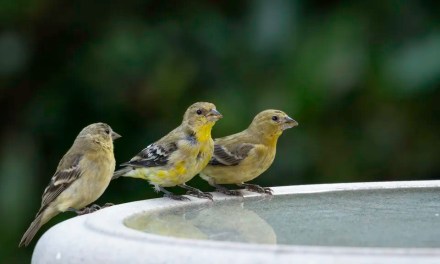 How to clean a bird bath – and why it’s essential to keep on top of this simple task