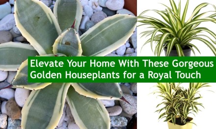 Elevate Your Home With These Gorgeous Golden Houseplants for a Royal Touch