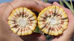 New biologicals boom in the seed treating industry 1