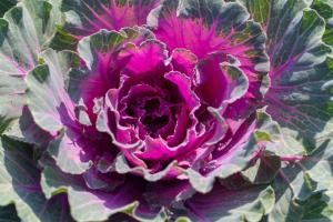 15 Striking Plants for Winter Color 2