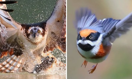 Award-Winning Photographer Chen Chengguang Captures Stunning Bird Photos In Action