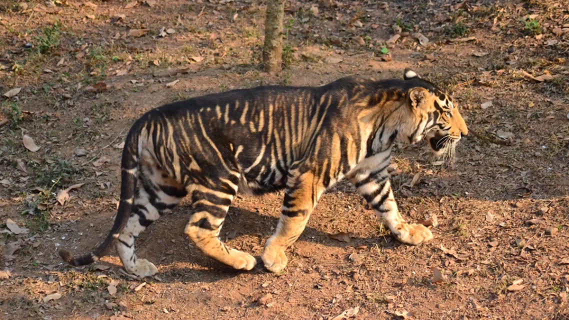 World’s First Black Tiger Safari Is Set To Open In India