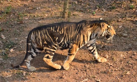 World’s First Black Tiger Safari Is Set To Open In India