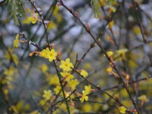 15 Striking Plants for Winter Color 4