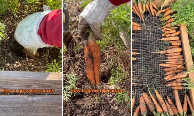 MASTER GARDENER REVEALS ‘RESEARCH-BASED’ METHODS FOR LUSH GARDEN VEGGIES ABOVE AND BELOW THE SOIL: ‘VERY GOOD INFORMATION’