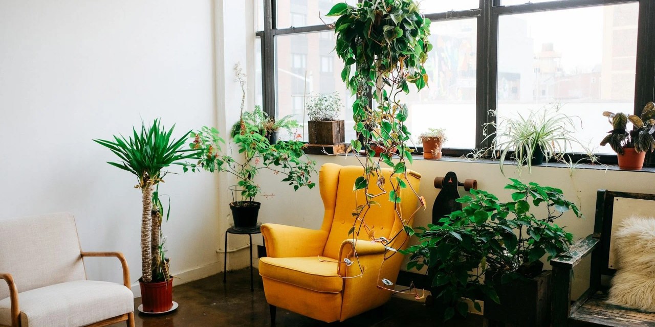 Plant decorating ideas: 10 indoor plants to liven up the home