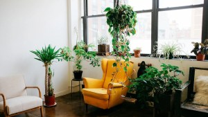 Plant decorating ideas: 10 indoor plants to liven up the home 1