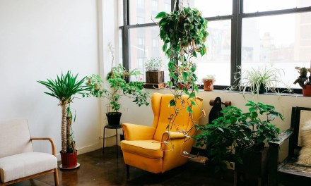 Plant decorating ideas: 10 indoor plants to liven up the home
