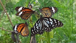 Butterflies Might Lose Spots Due To Climate Change, Study Finds