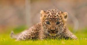 Three leopard cubs found abandoned in Mumbai's Aarey Colony 1