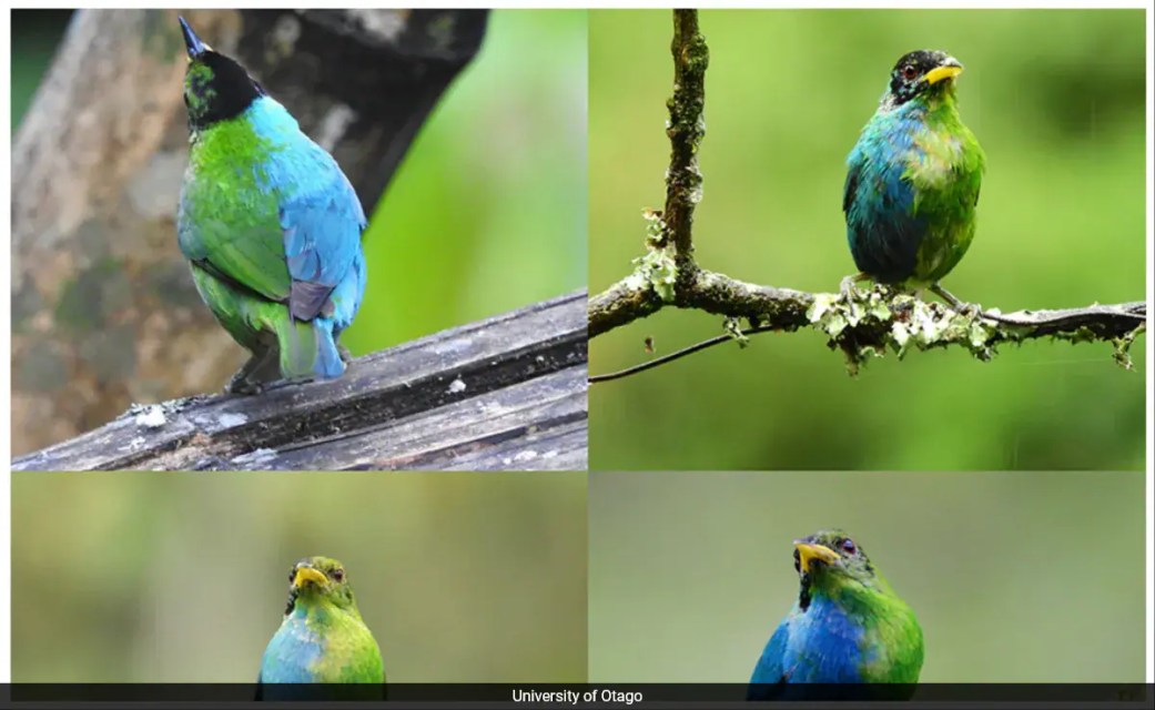 Extremely Rare ‘Half-Female, Half-Male’ Bird Captured On Camera In Colombia