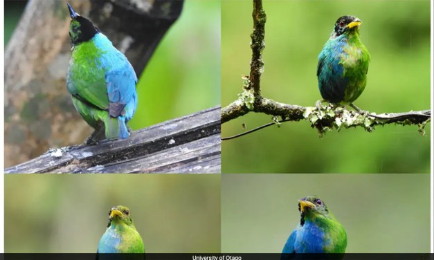 Extremely Rare ‘Half-Female, Half-Male’ Bird Captured On Camera In Colombia