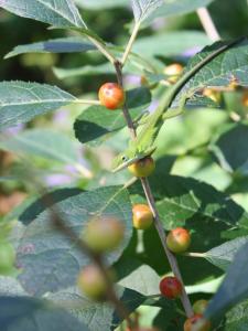 15 Striking Plants for Winter Color 6