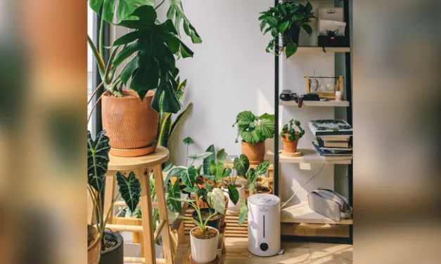 On Camera: Scientists Capture Plants “Talking” To Each Other For The First Time