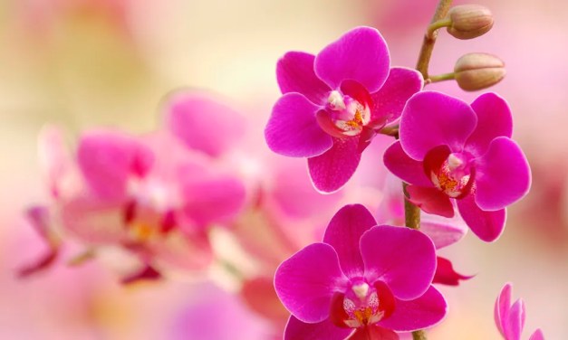 How to repot orchid aerial roots – in 5 easy steps