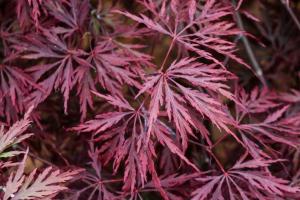 15 Striking Plants for Winter Color 8