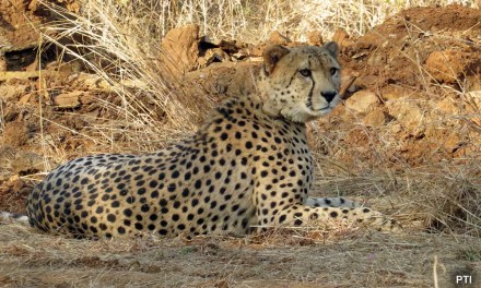 After Kuno, Cheetahs To Get A Second Home In India. Location Is…