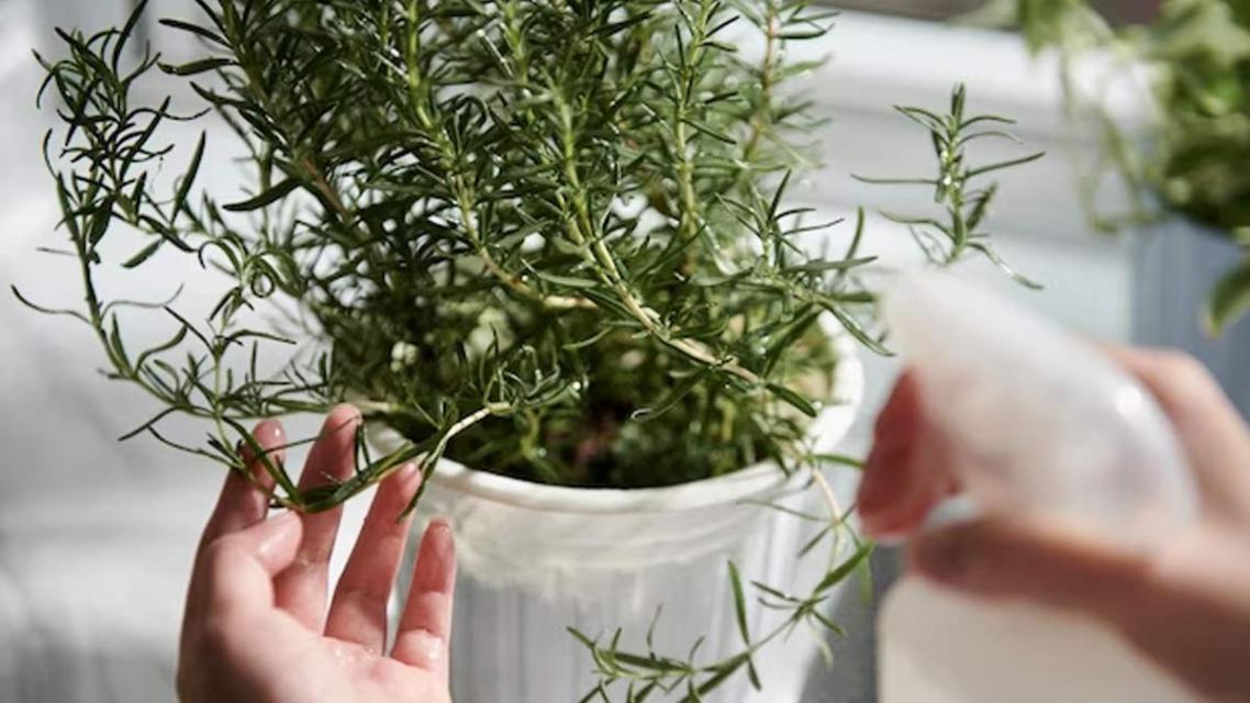How To Grow Rosemary Plant At Home