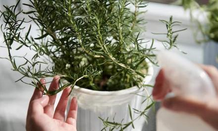 How To Grow Rosemary Plant At Home