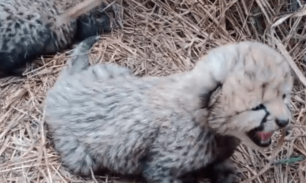 Three More Cheetah Cubs Born on Indian Soil