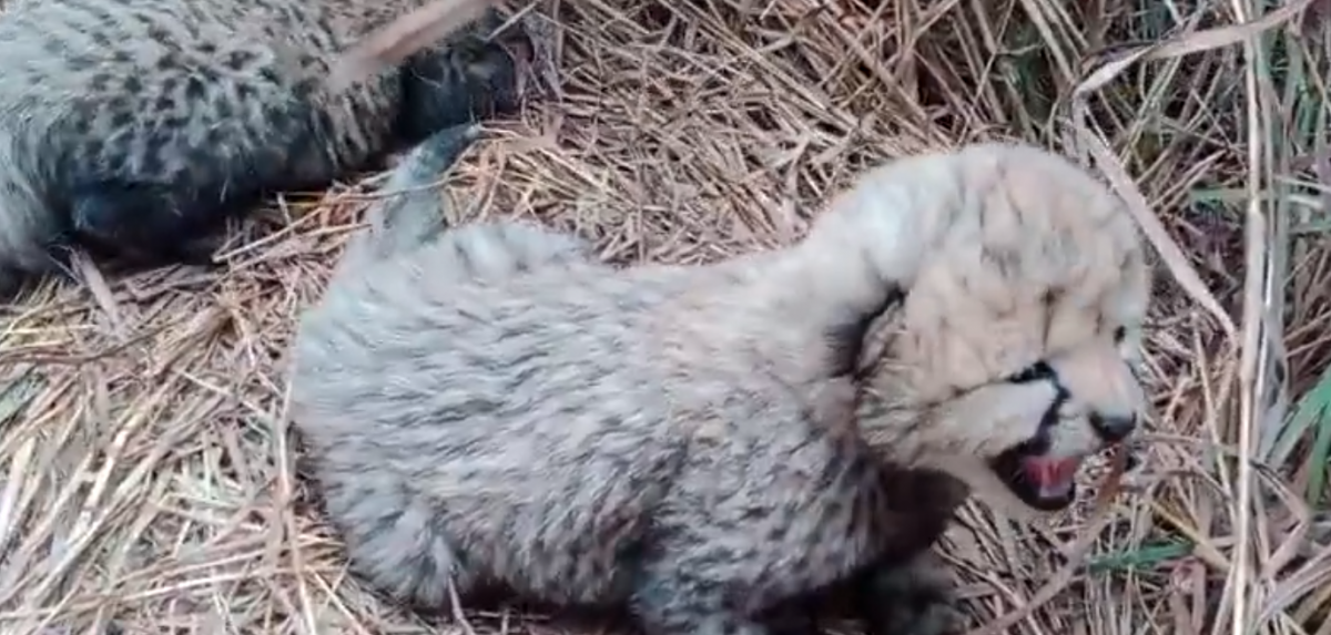 Why birth of three cheetah cubs in Kuno winter is particularly warming news
