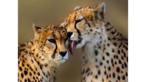 Project Cheetah: Here’s a Complete Timeline of All Births, Deaths and Other Related Events At Kuno 1