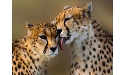 Project Cheetah: Here’s a Complete Timeline of All Births, Deaths and Other Related Events At Kuno