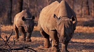 With Just Two Northern Rhinos Left on Earth, First Successful IVF Pregnancy Offers Lifeline to the Species 1